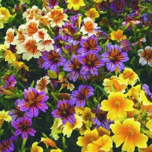 Seminte Flori Salpiglossis Sinuata Mix, 0.5 grame, Opal